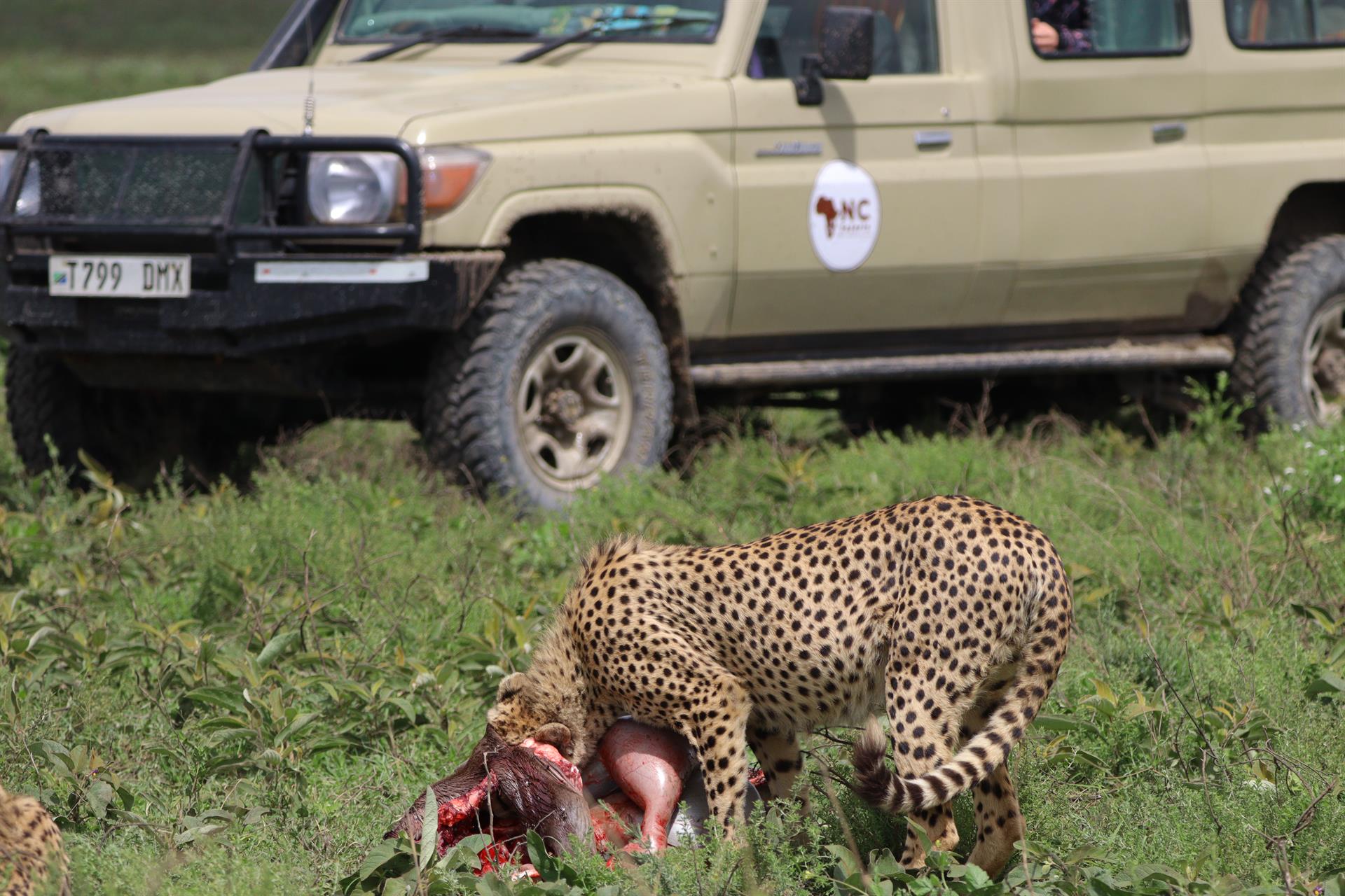 3-Day Serengeti Adventure featuring incredible wildlife sightings and unforgettable game drives across the Serengeti plains