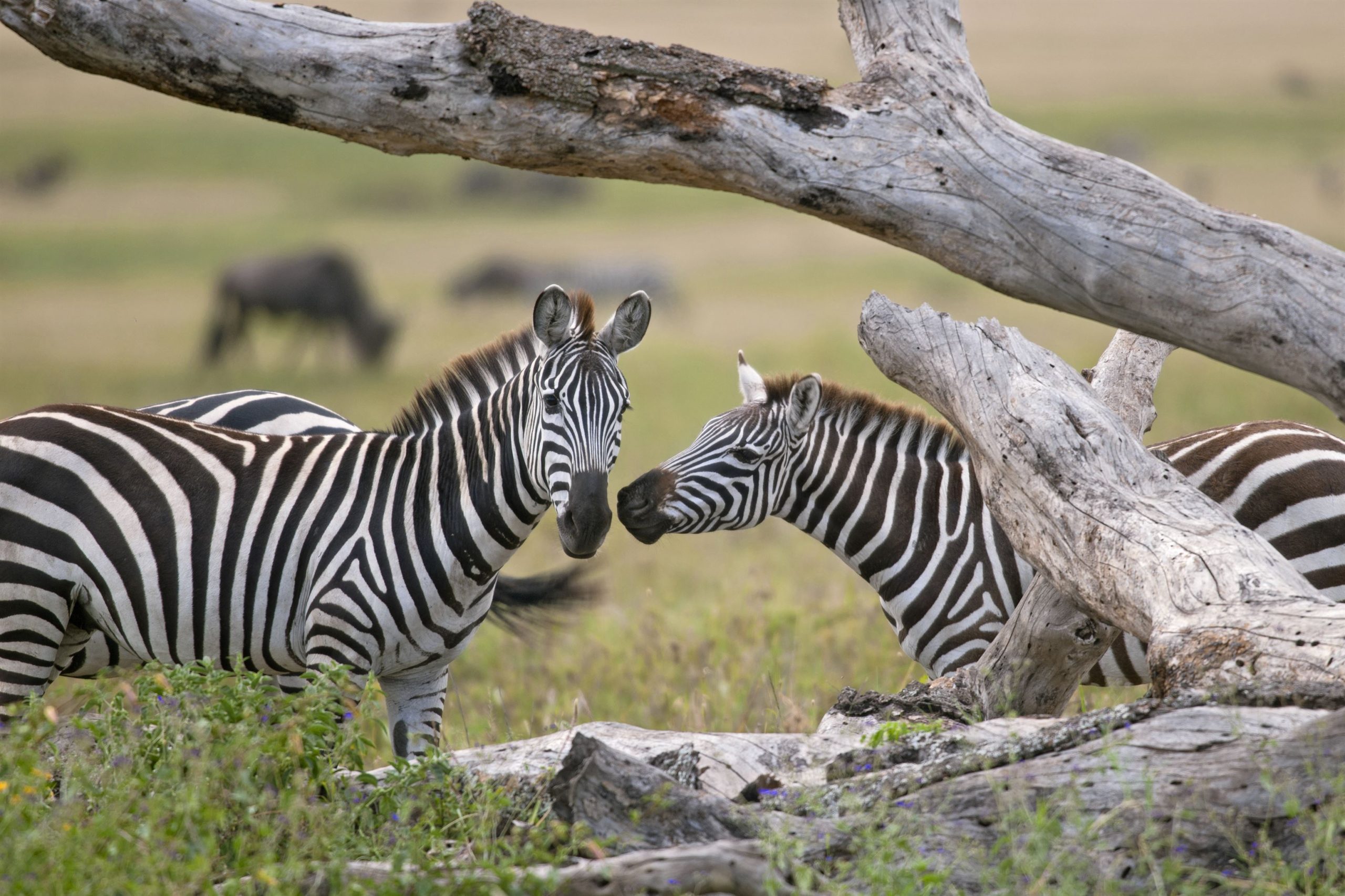 5-Day Tanzania Mid-Range Tour featuring incredible wildlife encounters and comfortable safari experiences across Tanzania’s top national parks