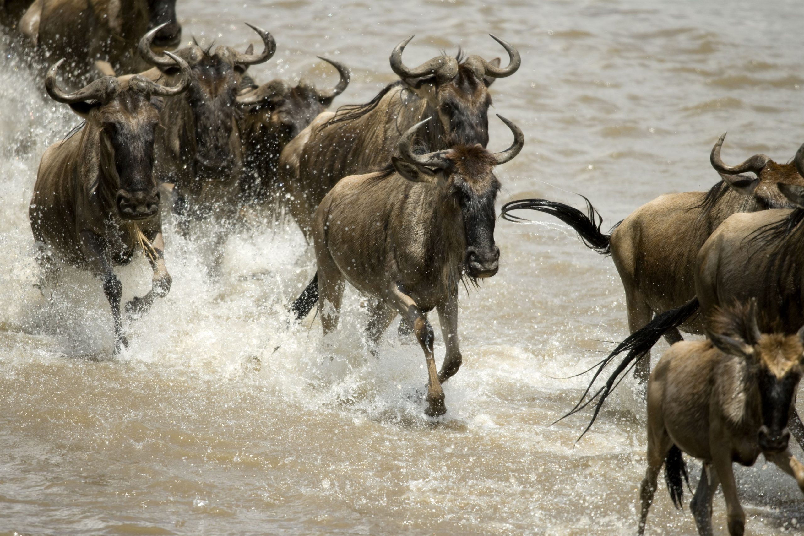 4-Day Northern Serengeti River Crossing Safari, featuring dramatic wildebeest migration crossings and exceptional wildlife encounters