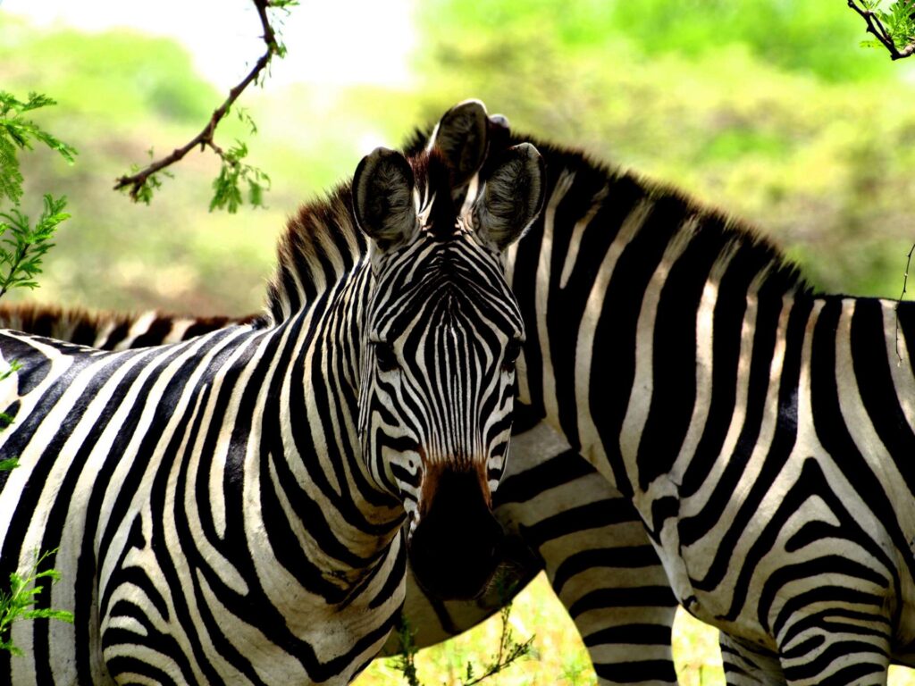 3 Days Ngorongoro Crater and Tarangire Safaris featuring incredible wildlife encounters, scenic landscapes, and unforgettable game drives