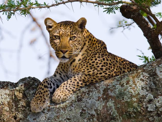 Leopard during a Tanzania Big Five Safari in the Serengeti