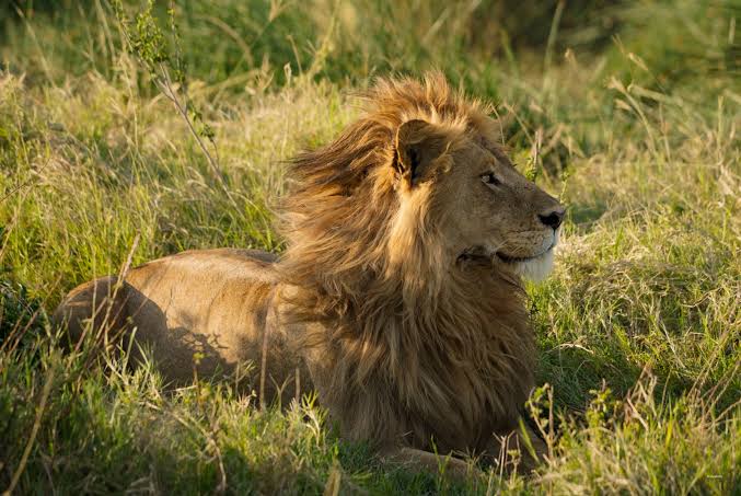 Lion hunting during a Tanzania Big Five Safari Experience in the Serengeti