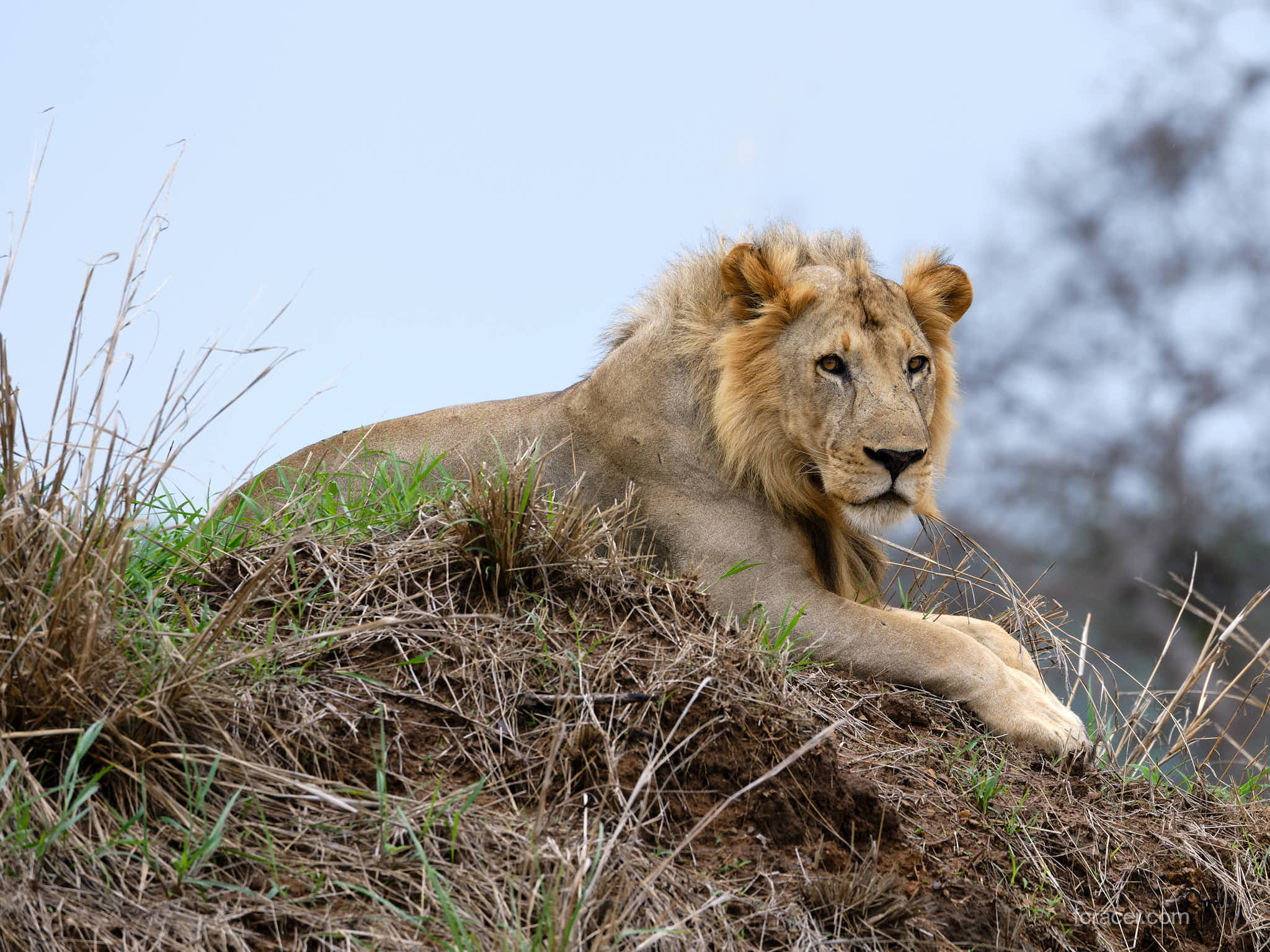 Lion during a Tanzania Photography Safari Experience in the Serengeti