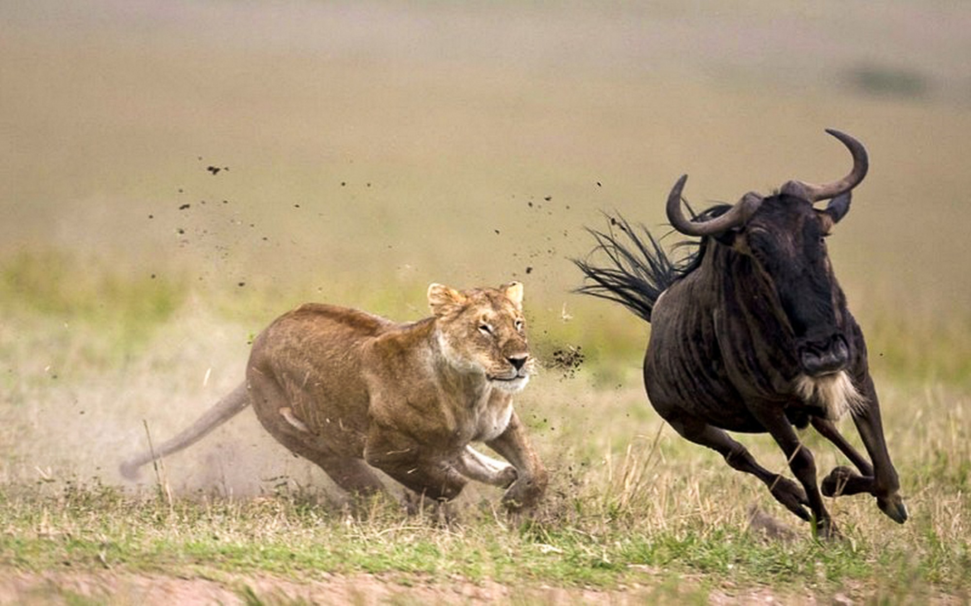 Lion chasing wildebeest during the Serengeti Great Migration