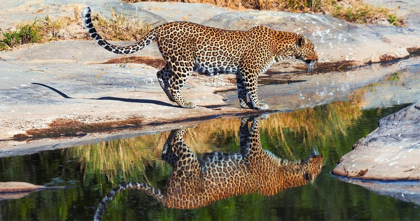 11-Day Tanzania Adventure Safari featuring iconic wildlife, breathtaking landscapes, and unforgettable safari experiences across Tanzania