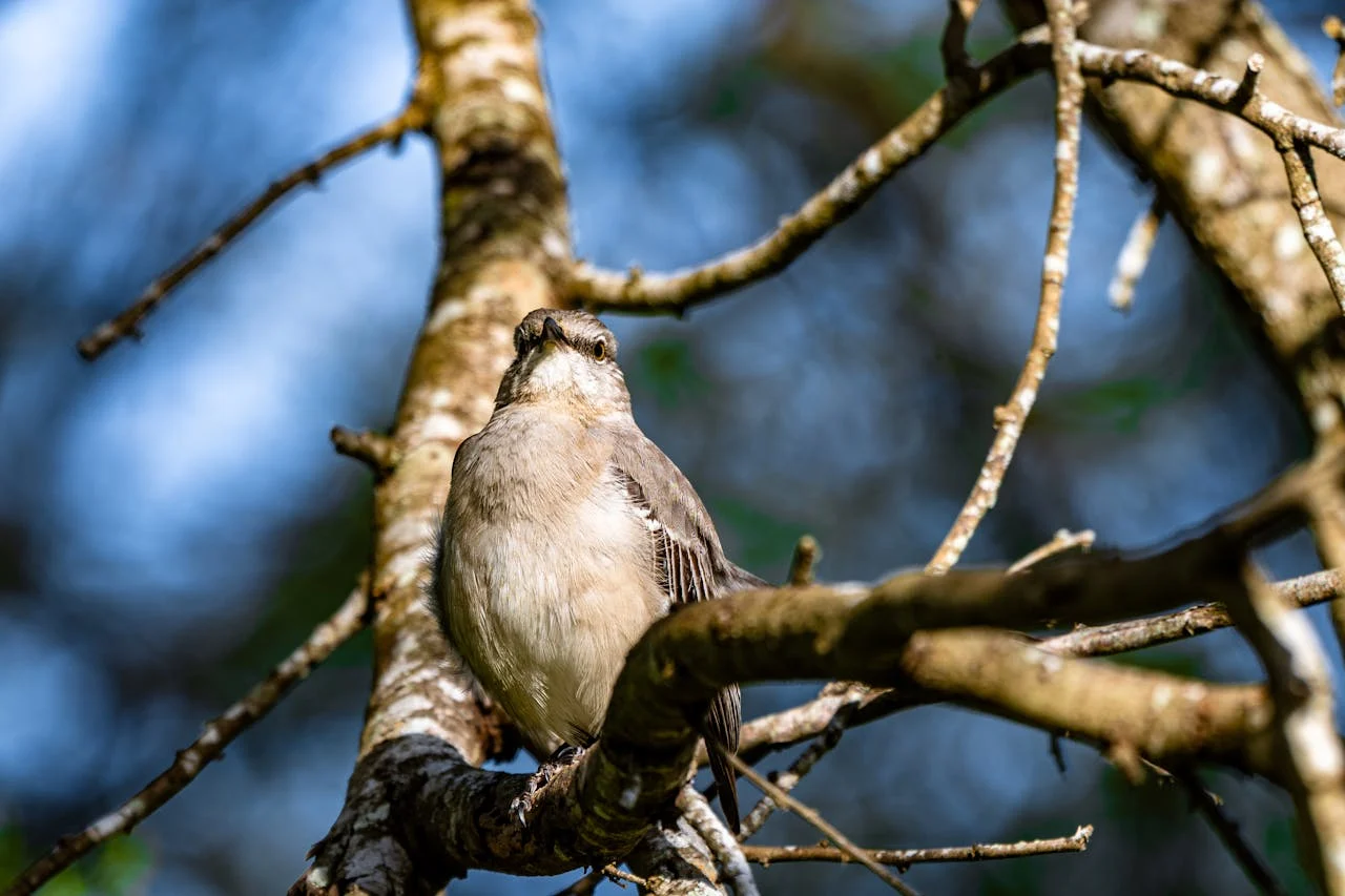 Mikumi Birdwatching Safari Experiences with diverse birdlife in Tanzania