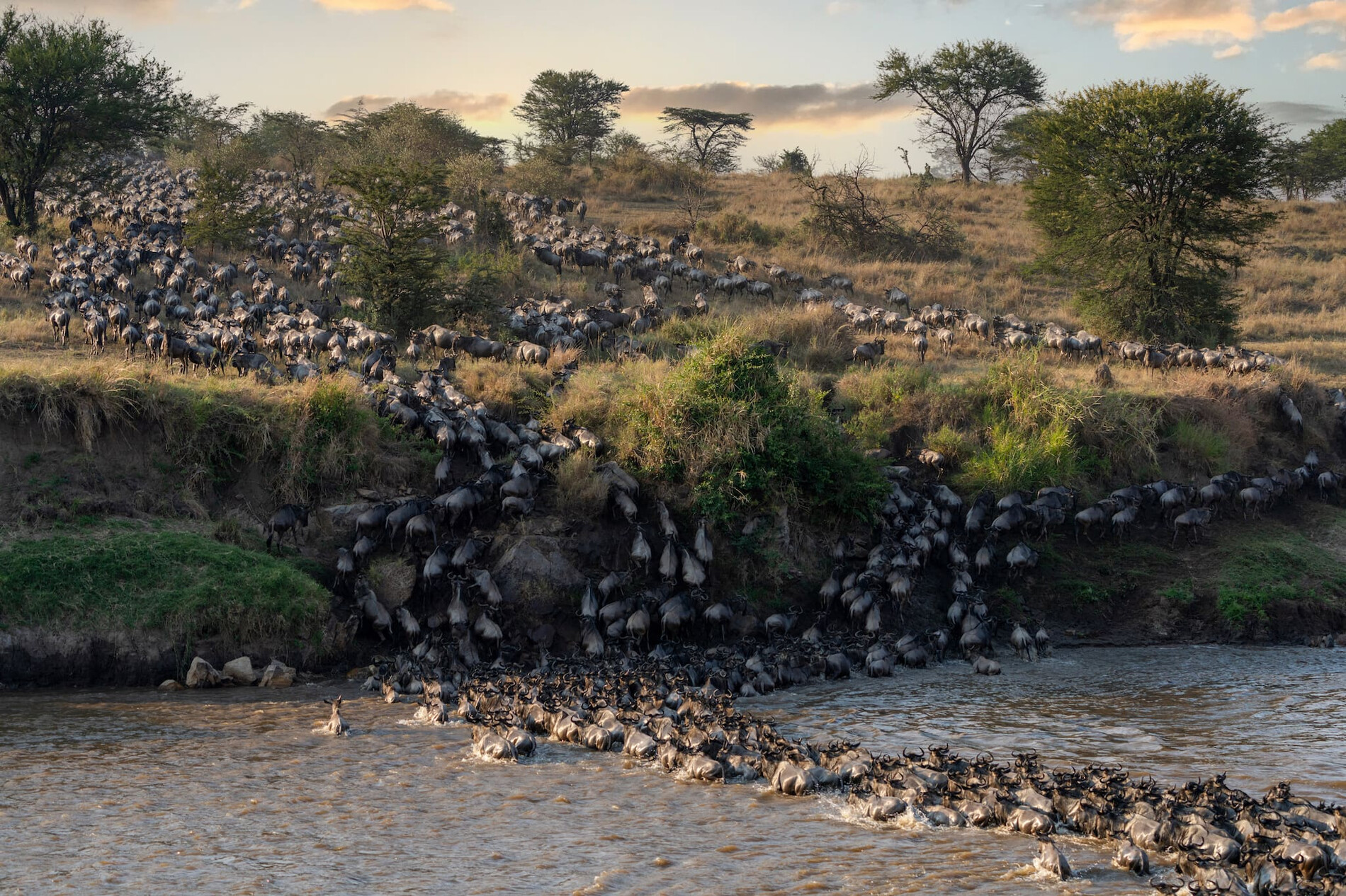 Serengeti Great Migration Experience featuring wildebeest and zebras across the vast Serengeti plains