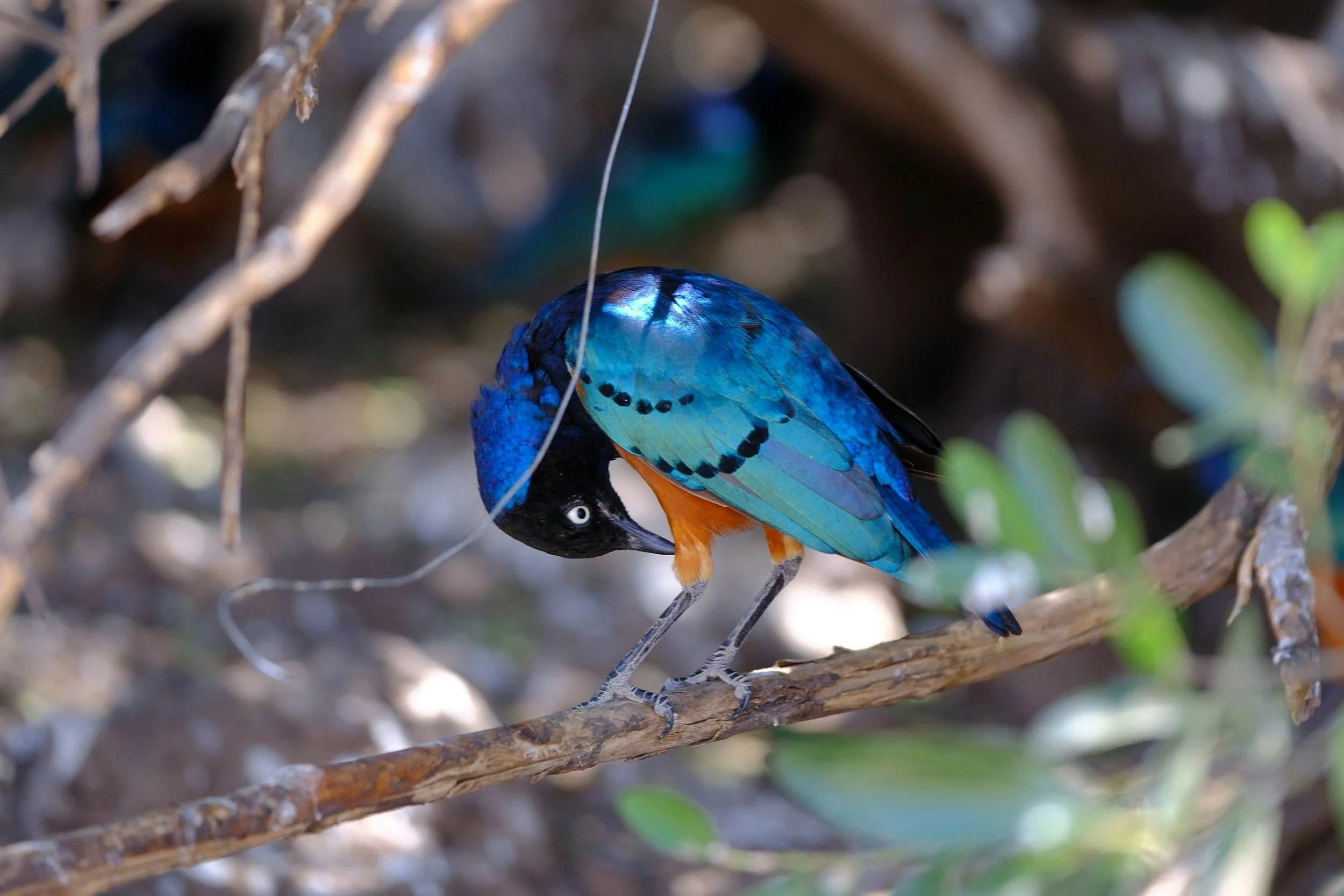 Tanzania Birdwatching Safari Experience on a day trip through diverse bird habitats