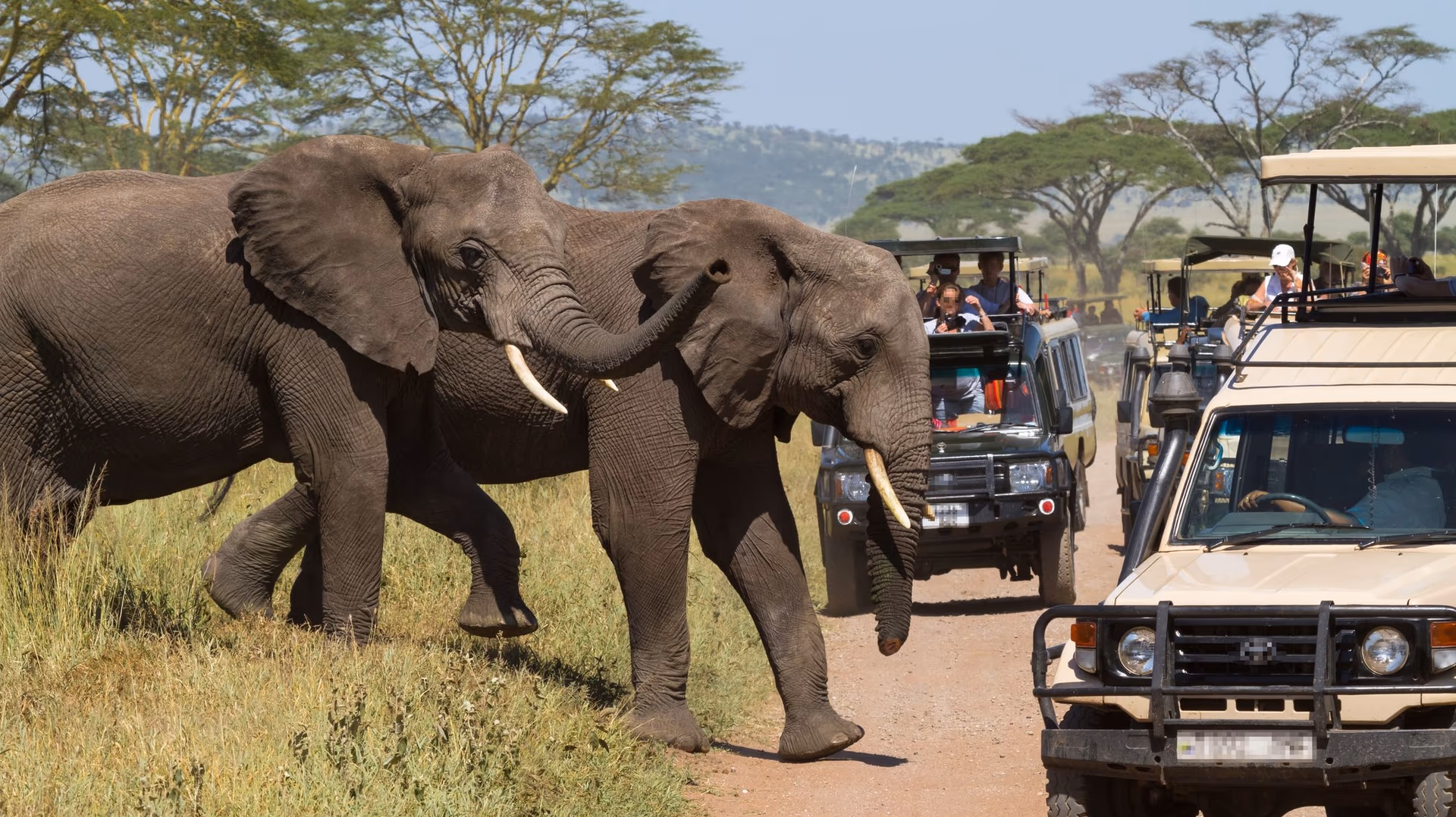 Tanzania Game Drive Experiences across the Serengeti wildlife plains
