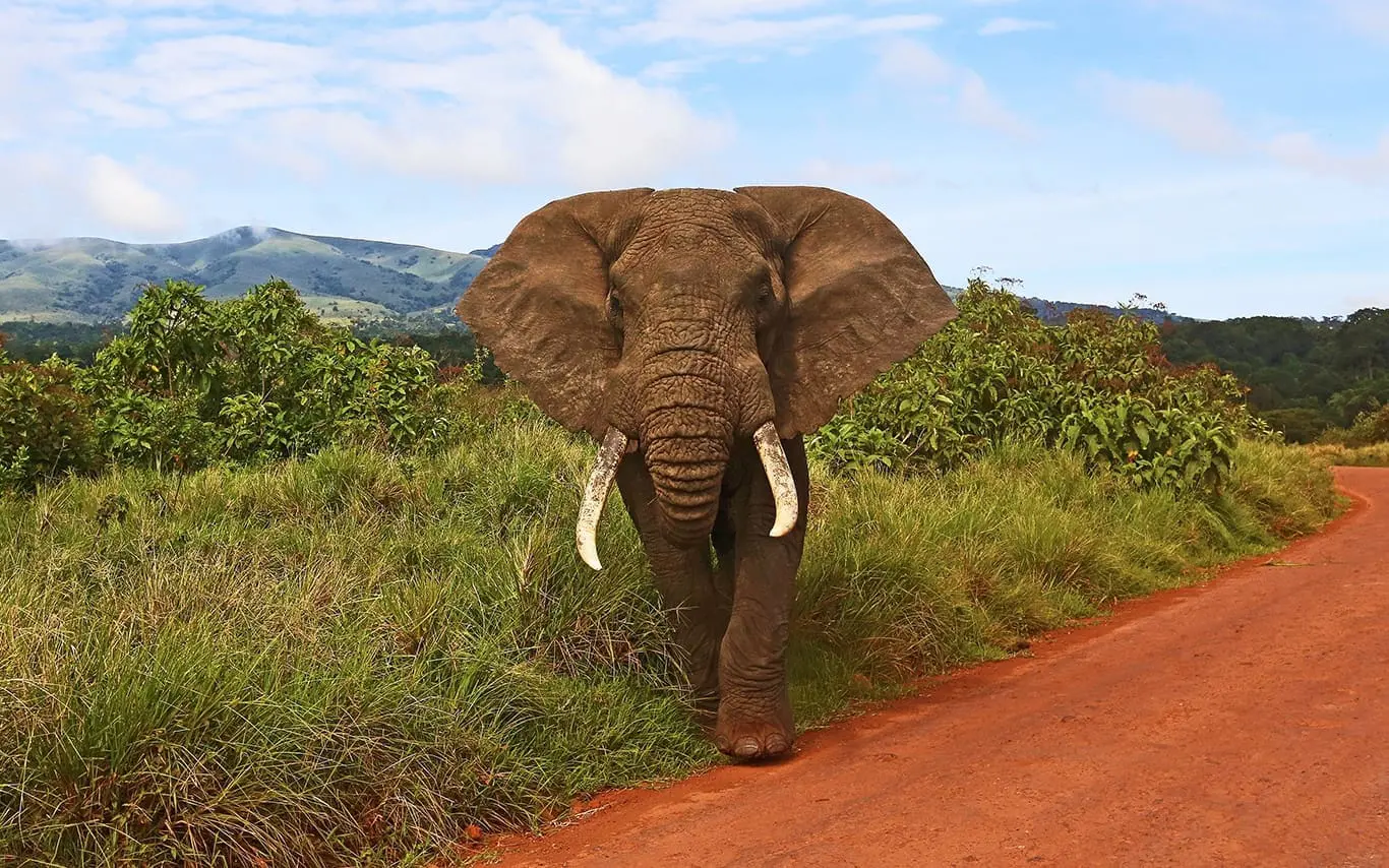 The Big Five Safari Experience in Tanzania with lions, elephants and buffalo