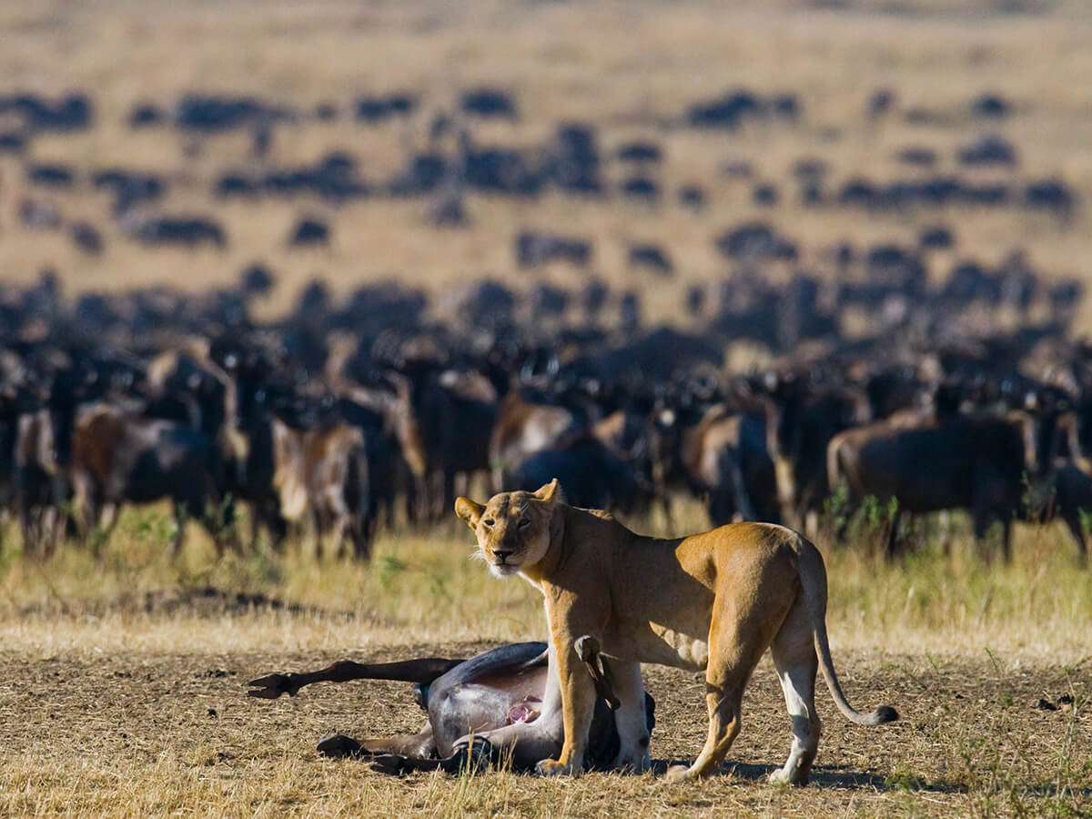 Where to see Great Migration in Tanzania across the Serengeti ecosystem