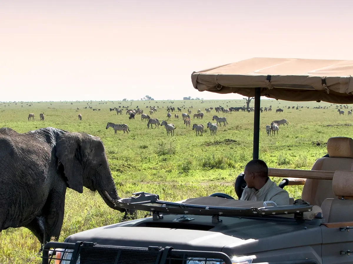 Zebras and elephants during Tanzania Game Drive Experiences in the Serengeti