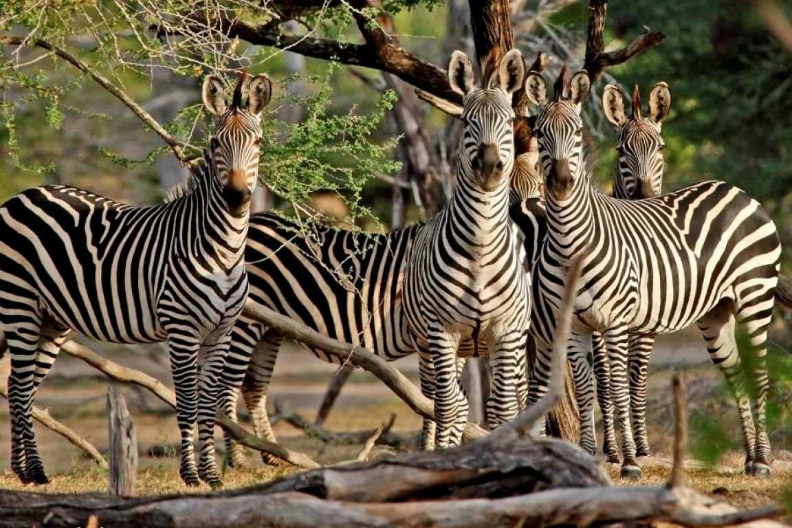 1-Day Trip to Lake Manyara National Park