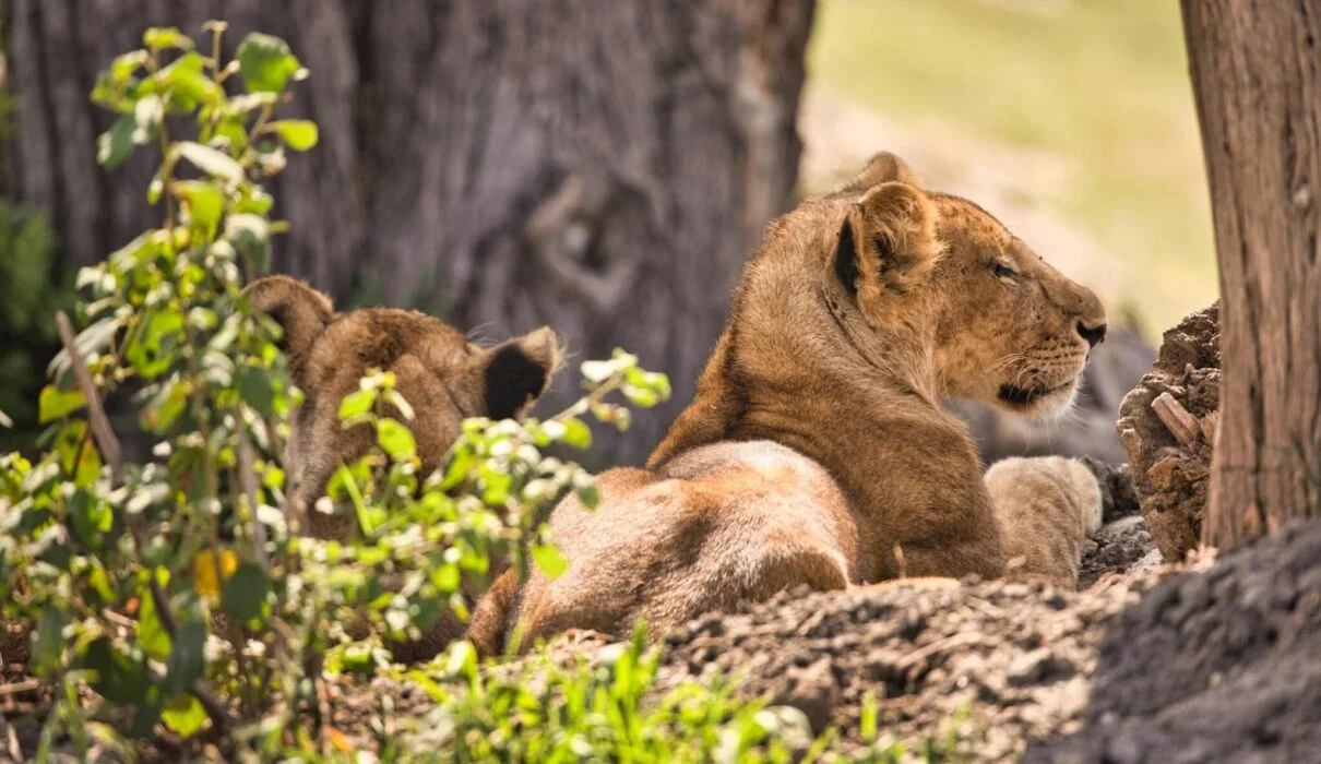 1-Day Trip to Ngorongoro Crater